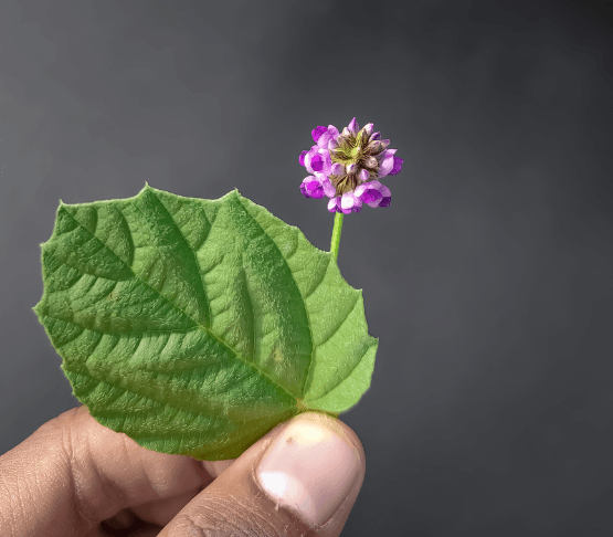 6 beneficios del bakuchiol: la alternativa natural al retinol para pieles sensibles 2 Flor de bakuchiol | Lo Mejor en Belleza