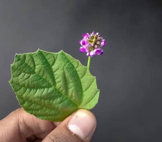 Flor de bakuchiol | Lo Mejor en Belleza