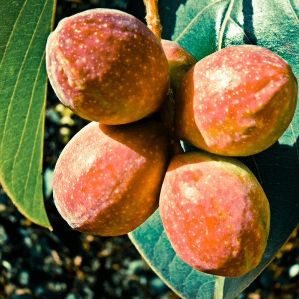Frutos de Chebula en una rama con hojas verdes, iluminados por la luz natural.