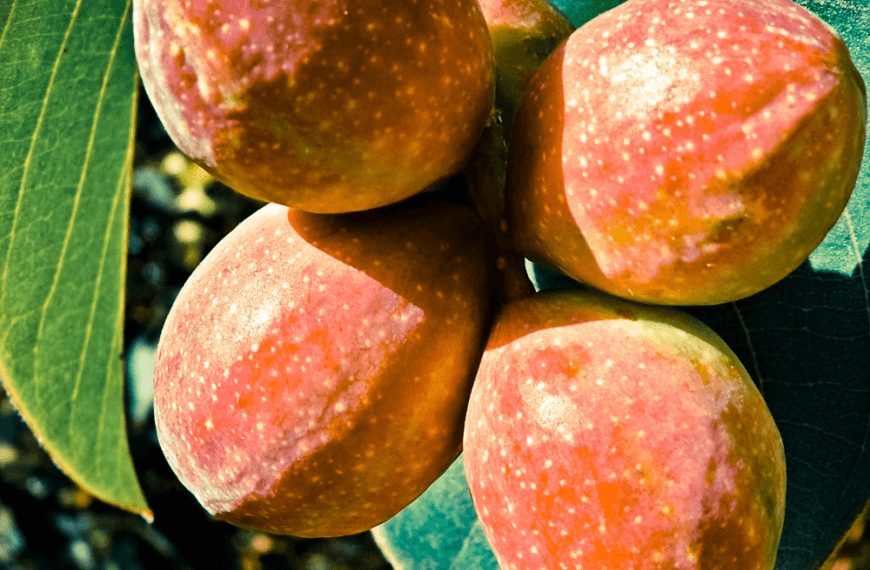 Frutos de Chebula en una rama con hojas verdes, iluminados por la luz natural.